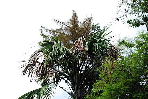 Thap Lan National Park